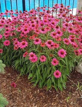 Echinacea x 'Glowing Dream' (PP18933, COPF)