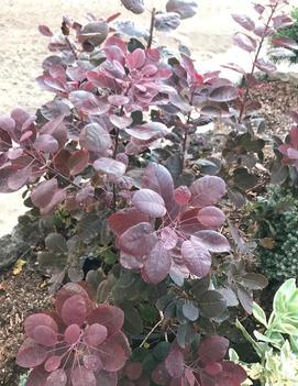 Cotinus coggygria Velveteeny™ ('Cotsidh5')