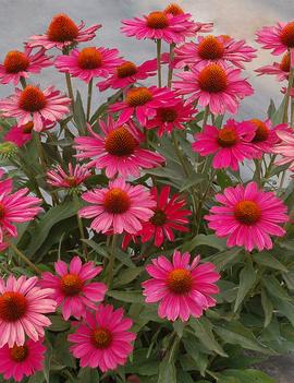 Echinacea x 'Kismet Raspberry'