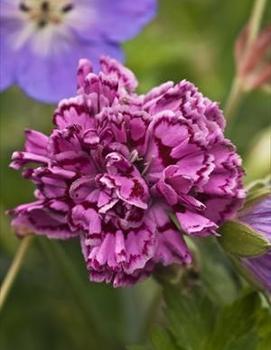 Dianthus x 'Dragon Fruit' (PP21894)