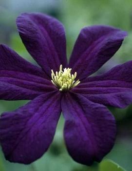 Clematis 'Romantika'