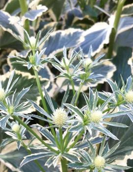 Eryngium planum 'Jade Frost' (PP17370)