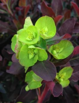 Euphorbia amygdaloides 'Purpurea'