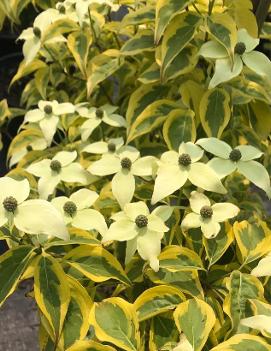 Cornus kousa 'Summer Gold' (PP22765)