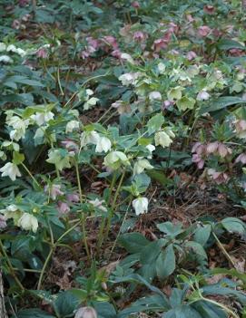 Helleborus orientalis