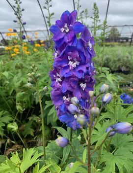 Delphinium elatum 'Guardian Blue'