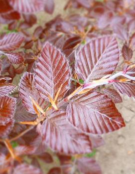 Fagus sylvatica 'Purpurea'