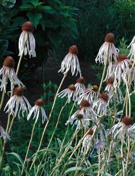 Echinacea pallida