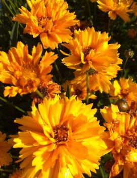 Coreopsis grandiflora 'Early Sunrise'