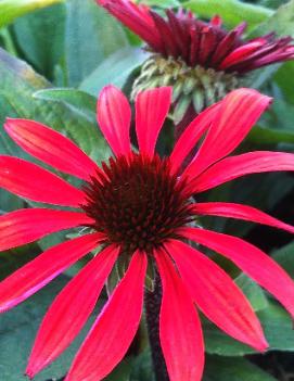 Echinacea x 'Solar Flare' (PP22133)