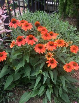 Echinacea x Sombrero® Flamenco Orange ('Balsomenco') (PP25523)