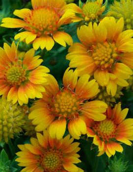 Gaillardia x grandiflora 'Arizona Apricot' (COPF)