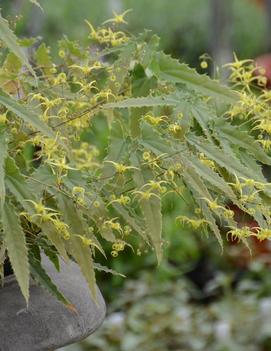 Epimedium x Sphinx Twinkler ('Spine Tingler')