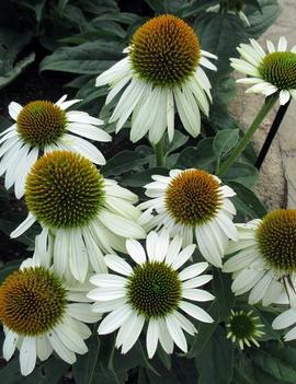 Echinacea x Sombrero® Blanco ('Balsomblanc') (PPAF)