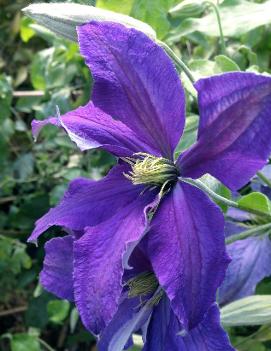 Clematis 'Rhapsody'