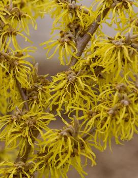 Hamamelis x intermedia 'Arnold Promise'