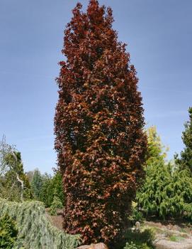 Fagus sylvatica 'Red Obelisk'