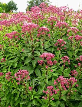 Eupatorium maculatum