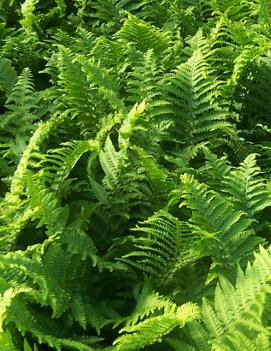 Dryopteris filix-mas Crispa ('Crispatissima')