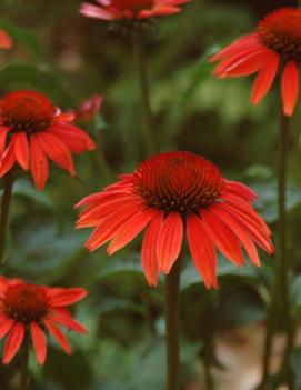 Echinacea x Sundown™ ('Evan Saul') (PP17659, COPF)