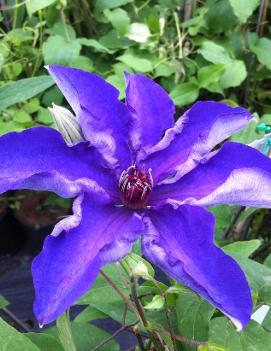 Clematis 'The President'