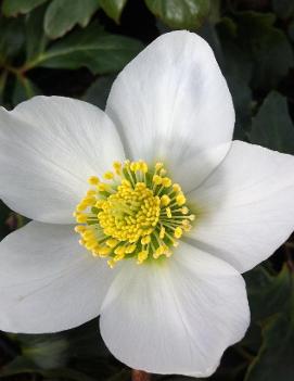 Helleborus niger