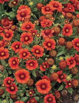 Gaillardia x grandiflora 'Arizona Red Shades'