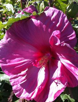 Hibiscus x 'Fantasia' (PP11853)