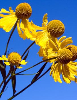 Helenium autumnale