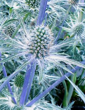 Eryngium x 'Sapphire Blue' (PP11088)