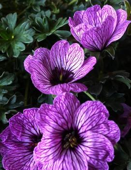 Geranium cinereum 'Ballerina'