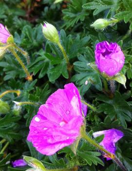 Geranium sanguineum 'Max Frei'