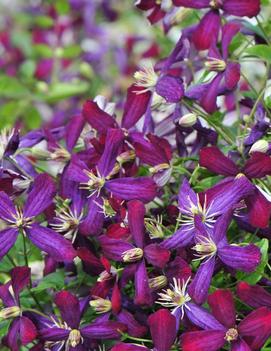 Clematis 'Sweet Summer Love' (PP24044, CPBR5303)