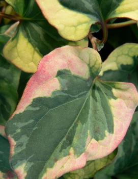 Houttuynia cordata 'Chameleon'