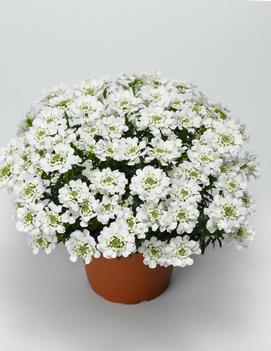 Iberis sempervirens Snowsurfer™ ('Forte')