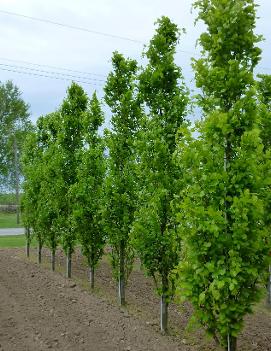 Fagus sylvatica 'Dawyck Green'