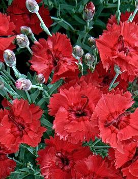 Dianthus x Fire Star™ ('Devon Xera') (PP14895, CPBR3111)