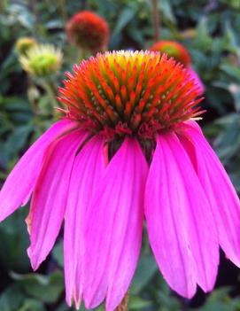 Echinacea purpurea 'Kim's Knee High' (PP12242)