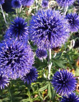 Echinops ritro 'Veitch's Blue'