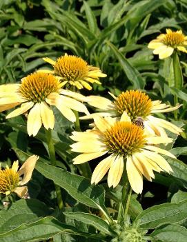 Echinacea x Sombrero® Sandy Yellow ('Balsomselo') (PP23104, CPBR4672)