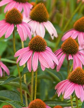 Echinacea purpurea