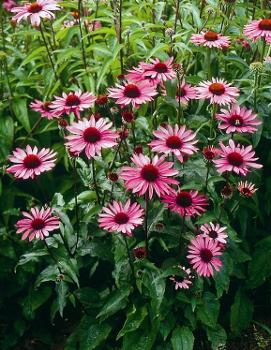 Echinacea purpurea Ruby Star ('Rubinstern')