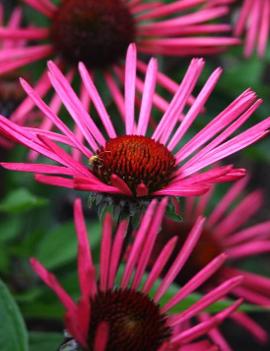 Echinacea x 'Burgundy Fireworks' (PPAF)