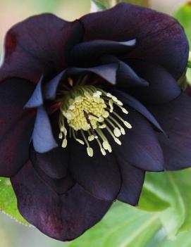 Helleborus x 'Midnight Ruffles'