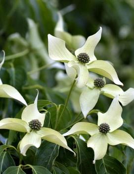 Cornus kousa 'China Girl'