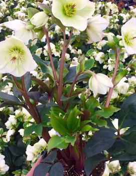 Helleborus x Ice n' Roses 'White' (28,293)