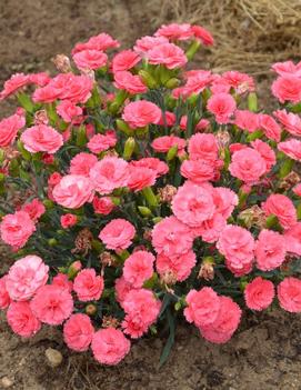 Dianthus x 'Classic Coral' (PP30048, CPBRAF)