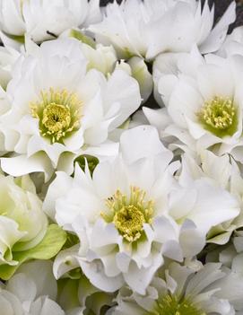 Helleborus x 'Wedding Bells'