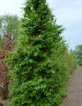 Fagus sylvatica