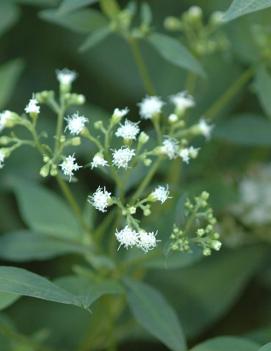 Eupatorium rugosum